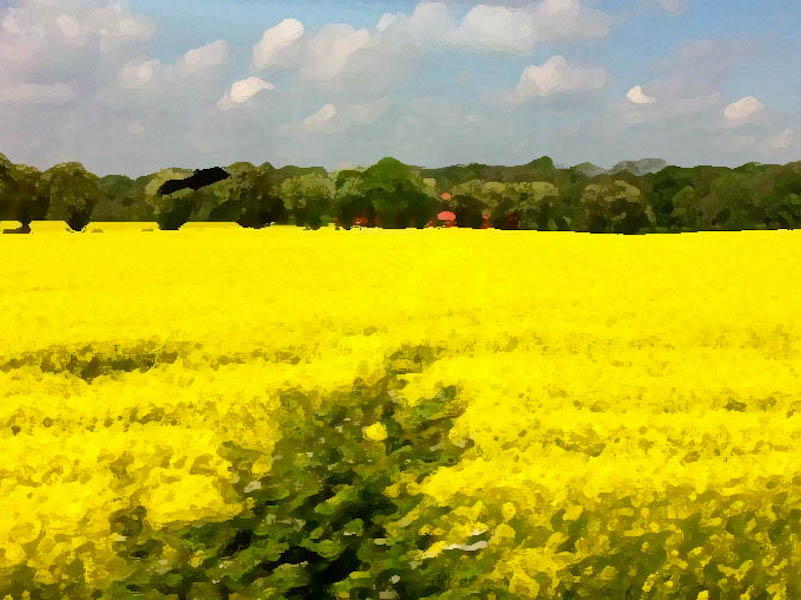 800-600swedenfieldart